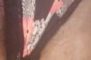 Curvy plus size Double D'z - Image 1